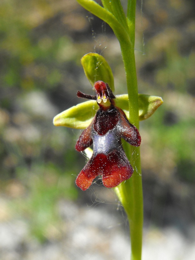 In giro per orchidee nell''entroterra di Savona