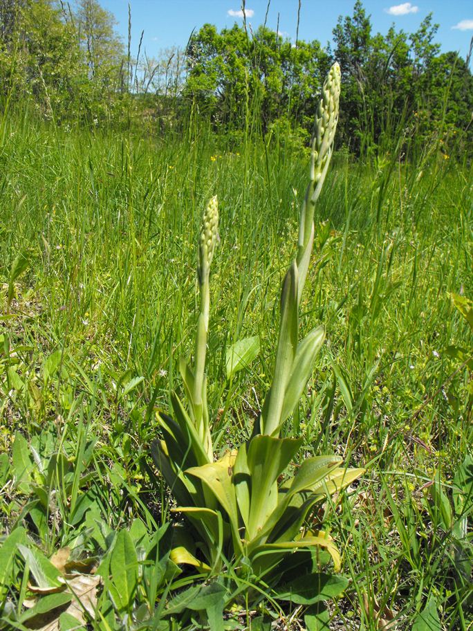 In giro per orchidee nell''entroterra di Savona