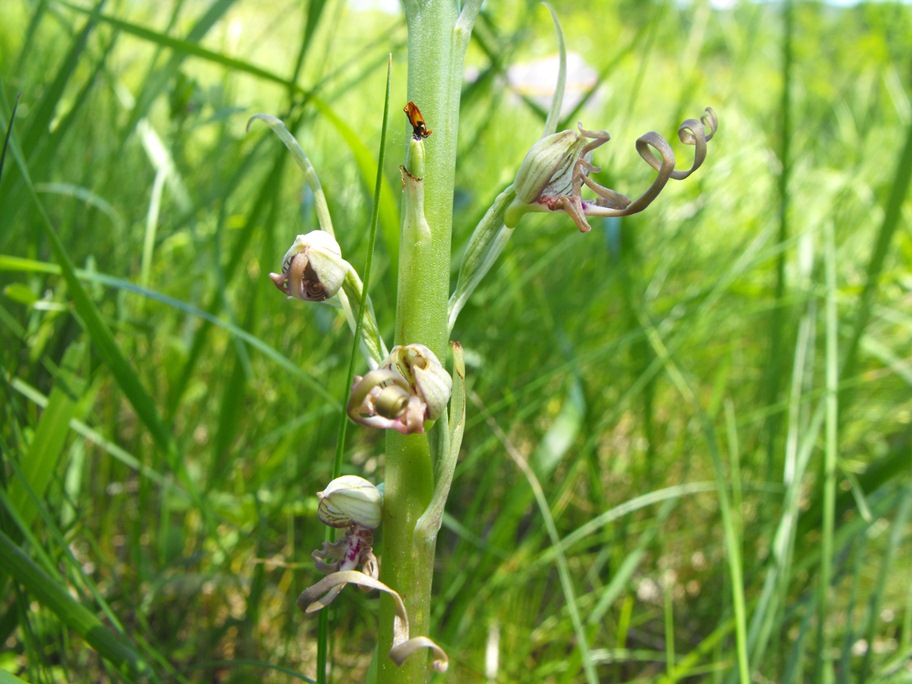 In giro per orchidee nell''entroterra di Savona