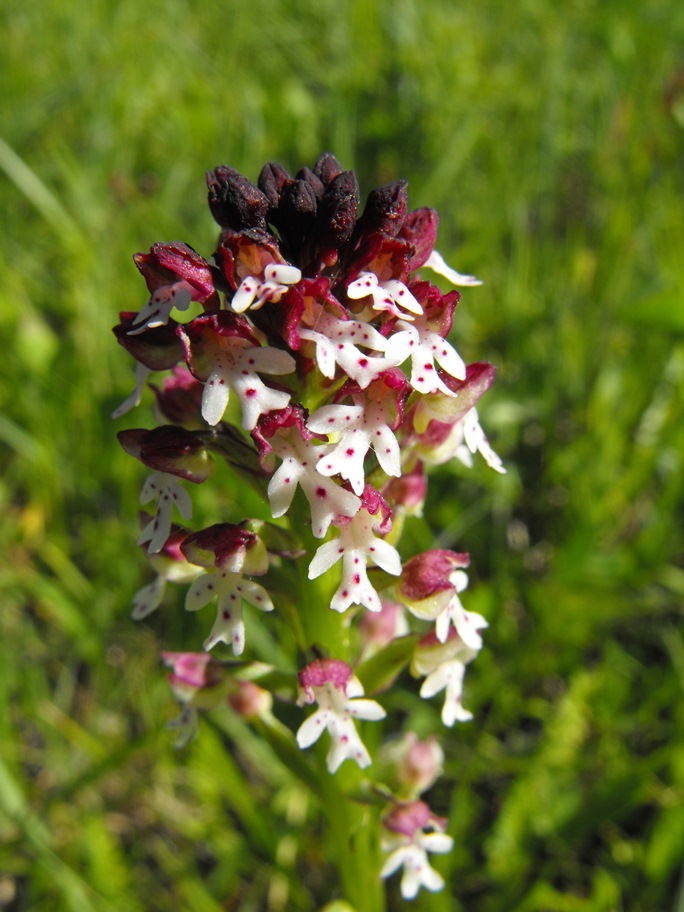 In giro per orchidee nell''entroterra di Savona