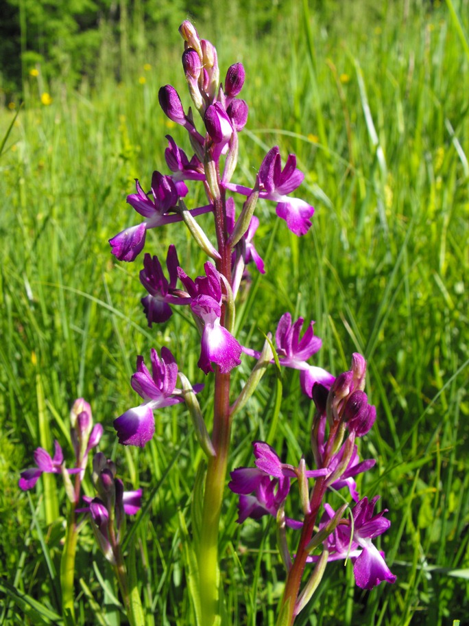 In giro per orchidee nell''entroterra di Savona