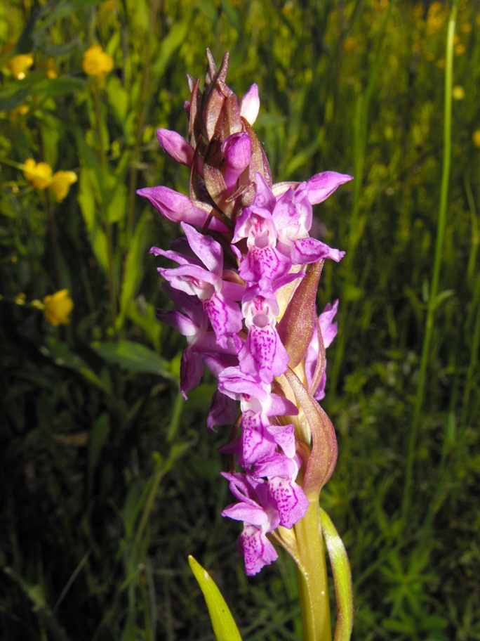 In giro per orchidee nell''entroterra di Savona