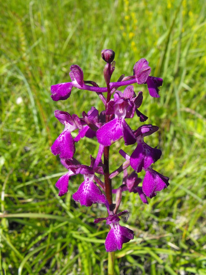 In giro per orchidee nell''entroterra di Savona