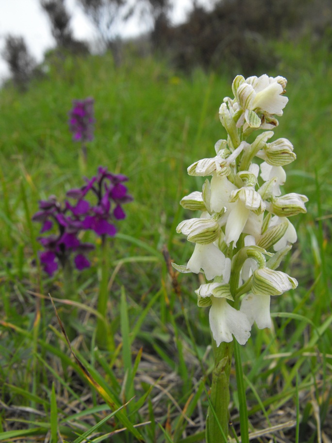 Anacamptis morio albina