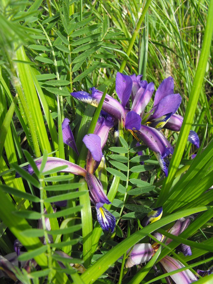 Iris graminea