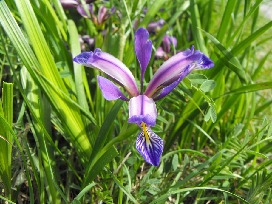 Iris graminea