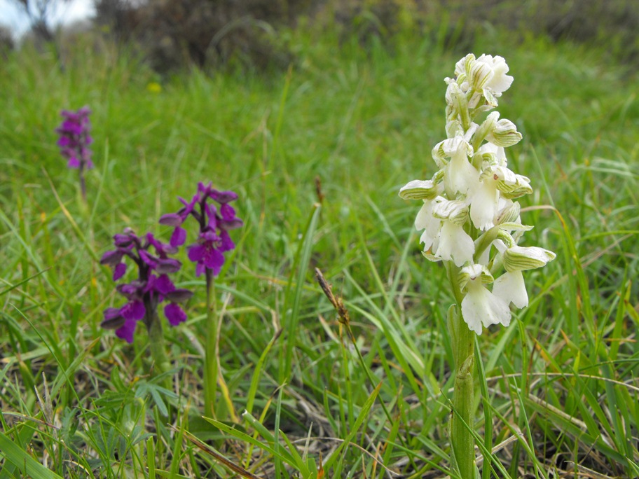 Anacamptis morio albina