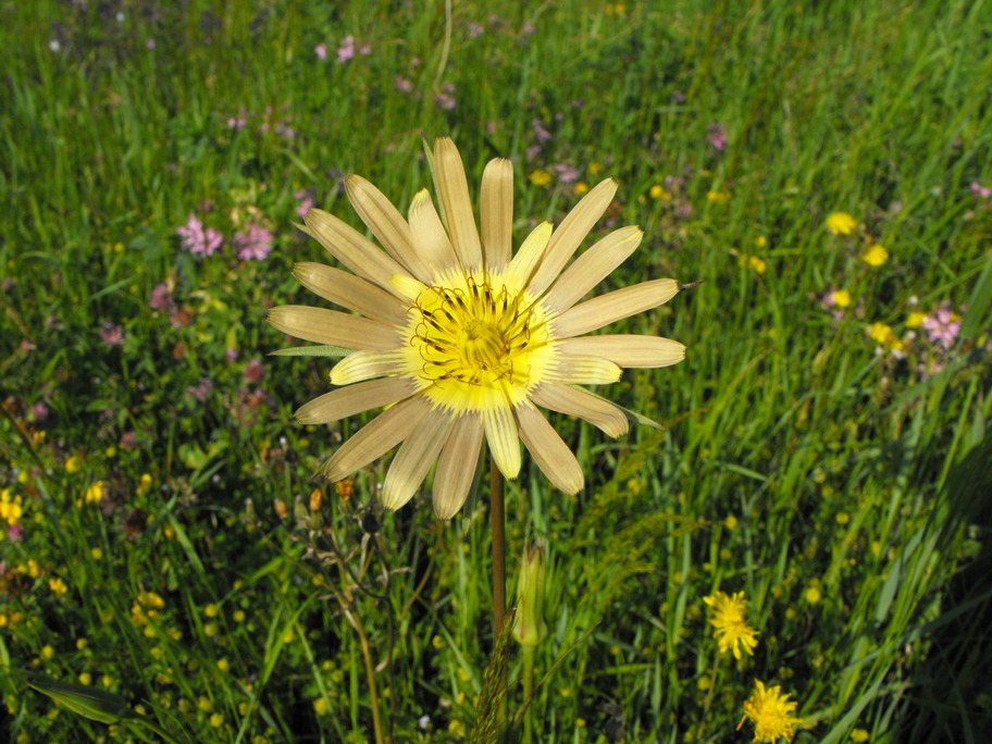 Tragopogon da determinare