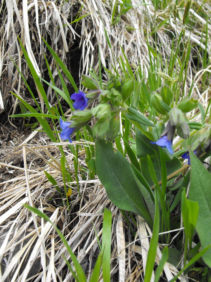 Da determinare - Pulmonaria sp