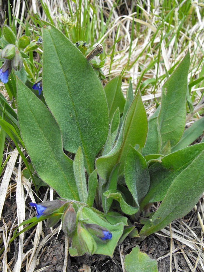 Da determinare - Pulmonaria sp