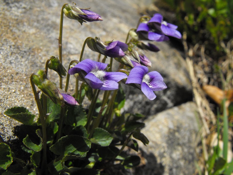 Viola da determinare