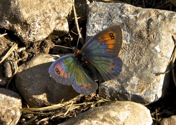 Farfalla di montagna