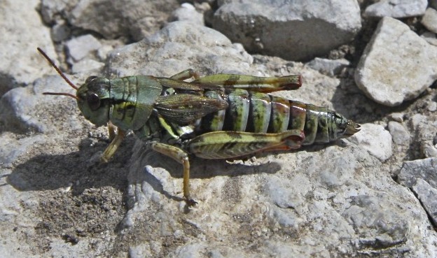 GRILLO D''ALTA QUOTA - Melanoplus frigidus ?  S, femmina