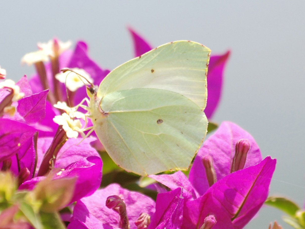 Gonepteryx rhamni?