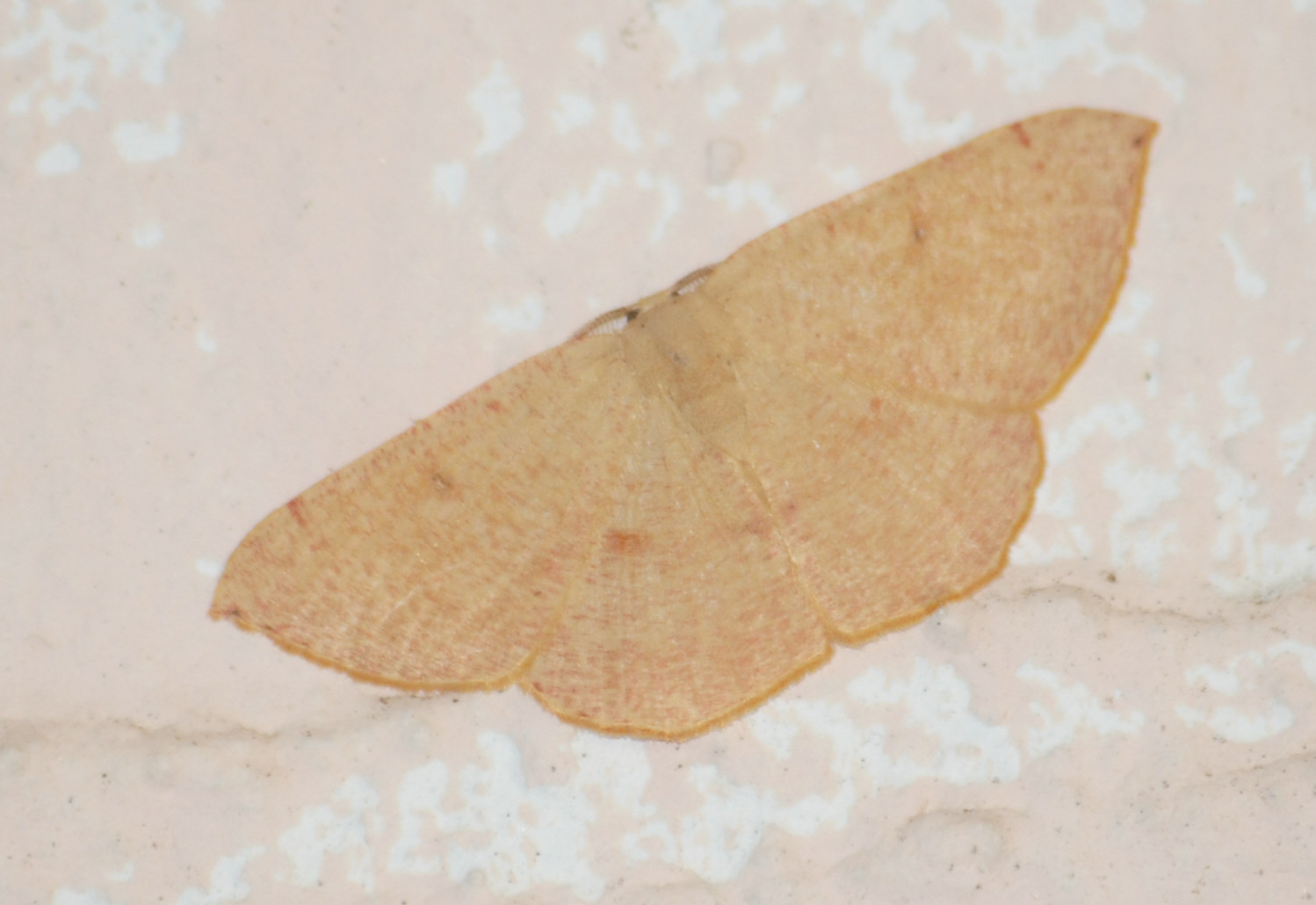 Scopula imitaria ? - Cyclophora (Cyclophora) puppillaria