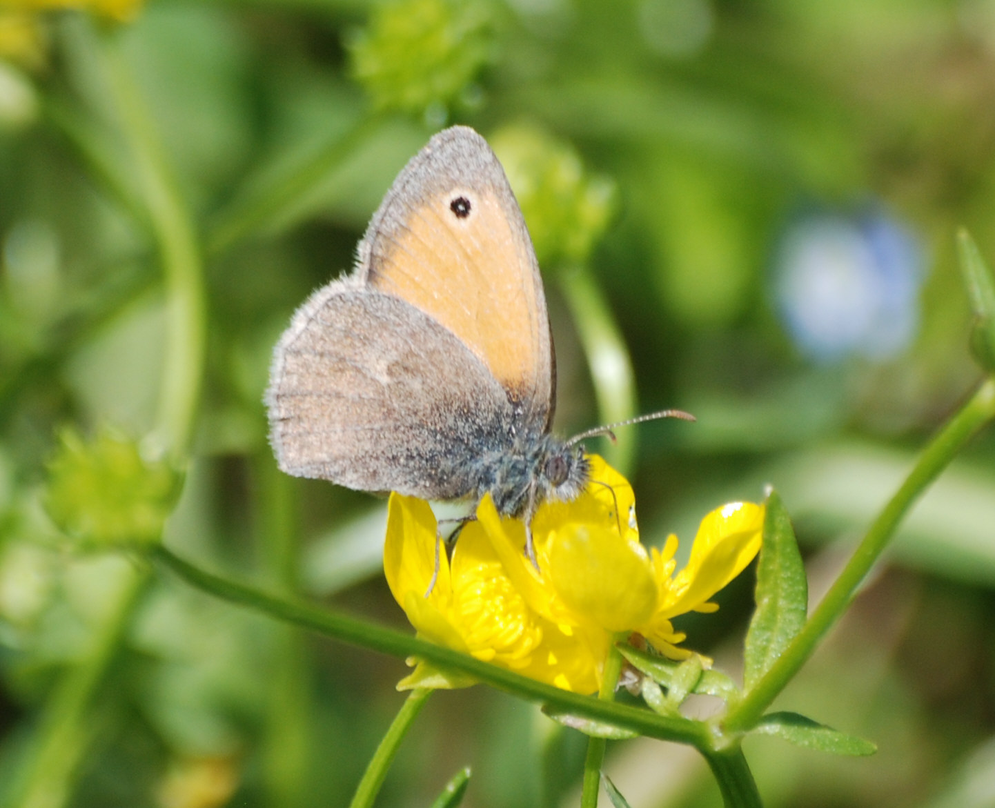 Ident. Satyridae