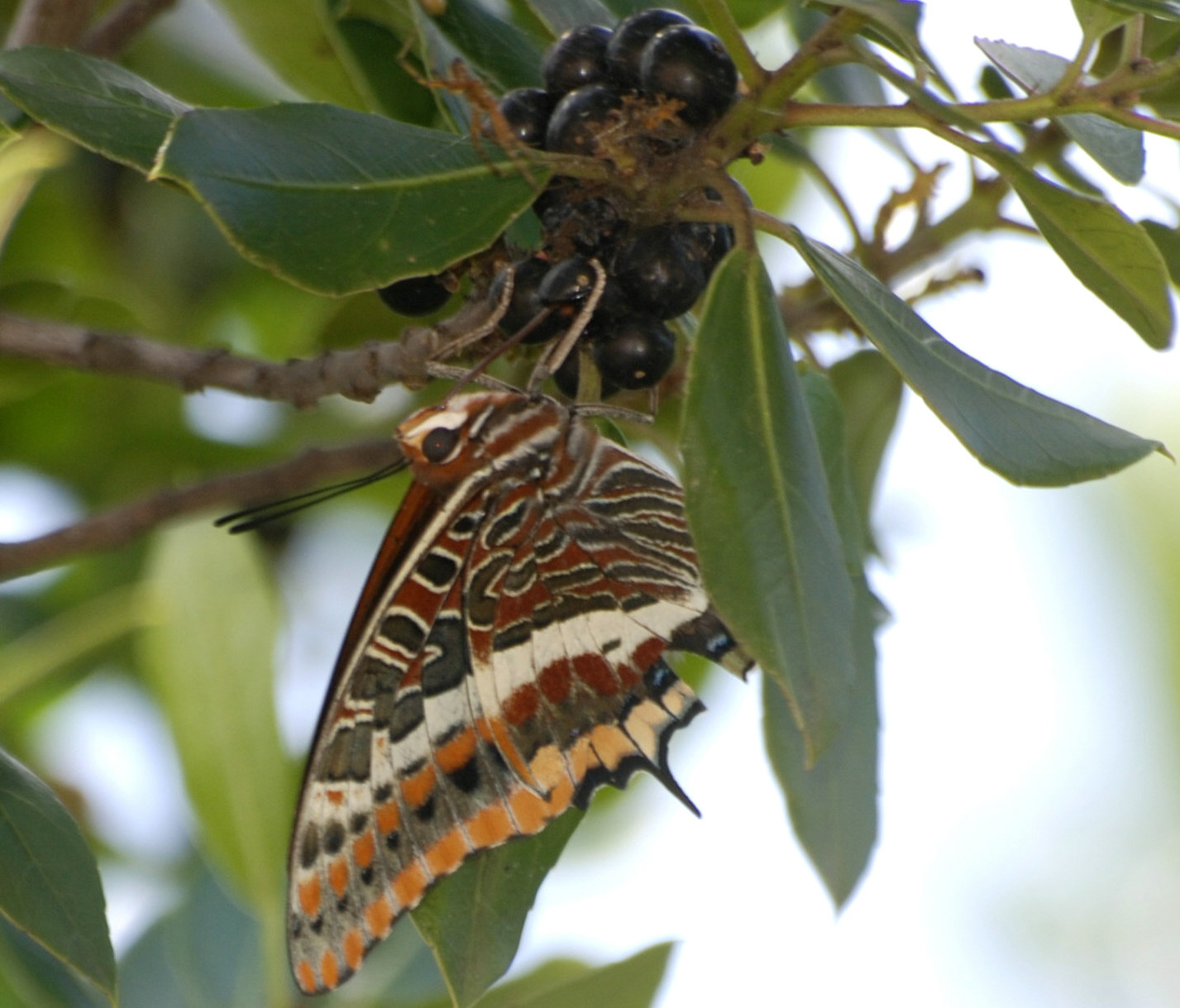 Charaxes jasius ?