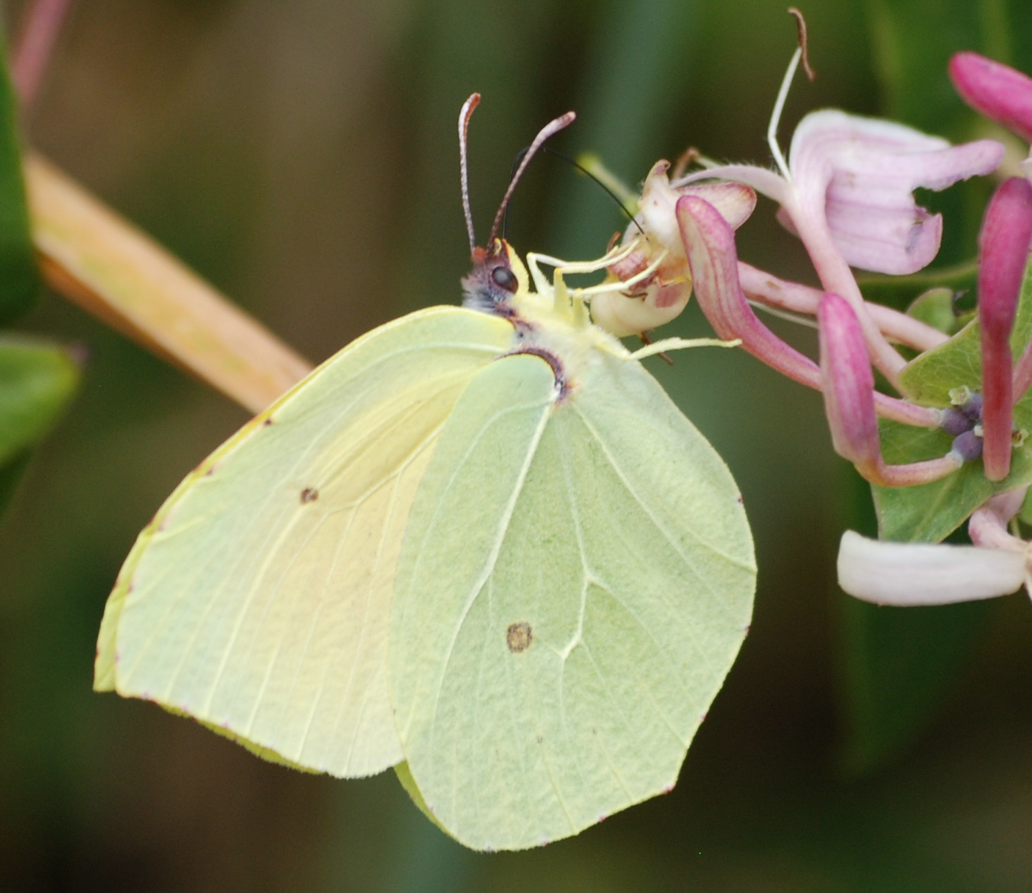 Gonepteryx rhamni?