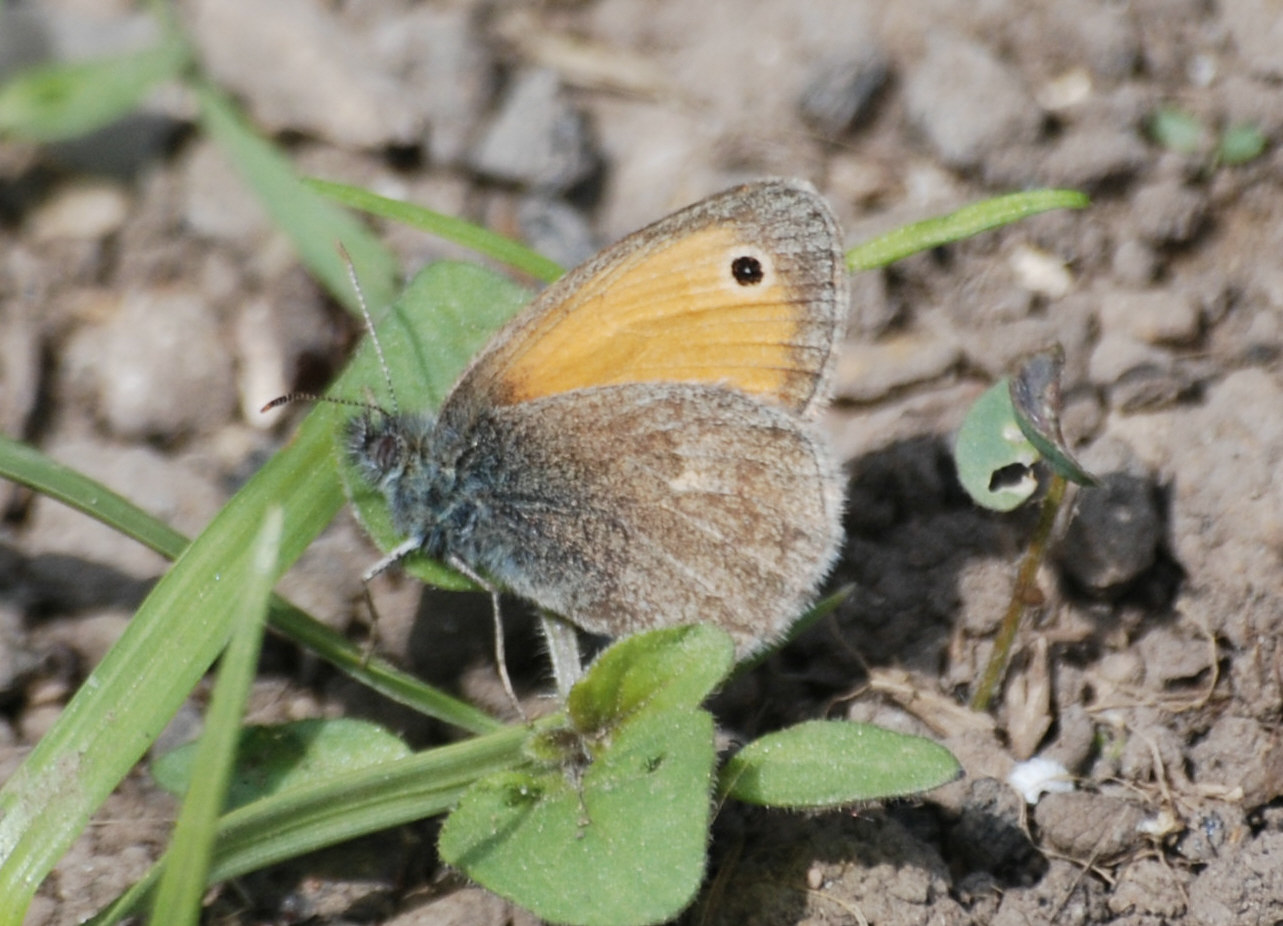 Ident. Satyridae