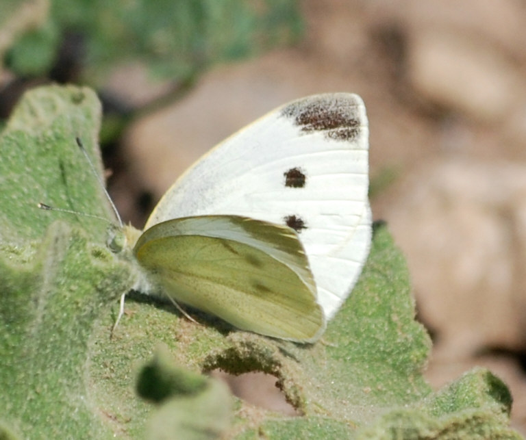 Pieride da identificare