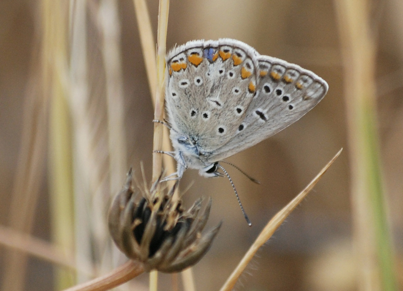 licenide da identificare