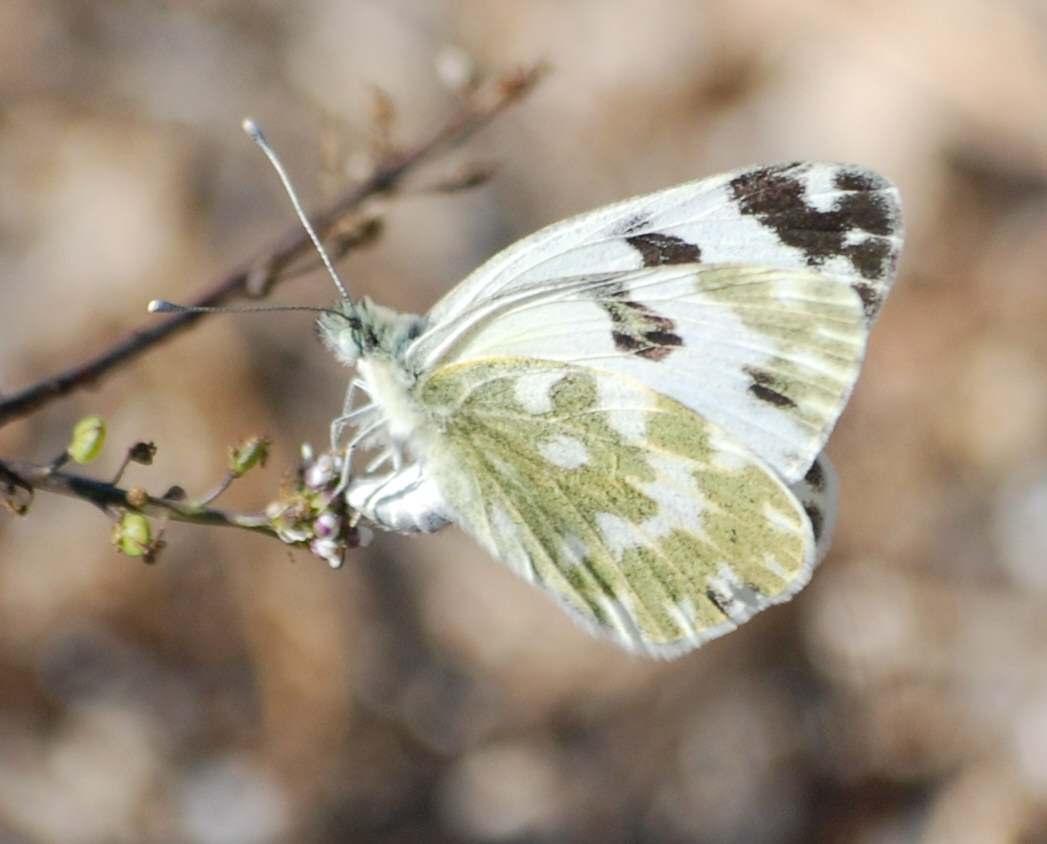 Pieride da identificare - Pontia daplidice