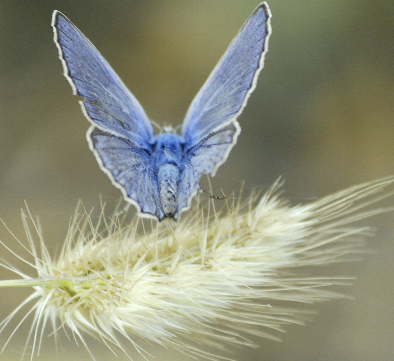 licenide da identificare