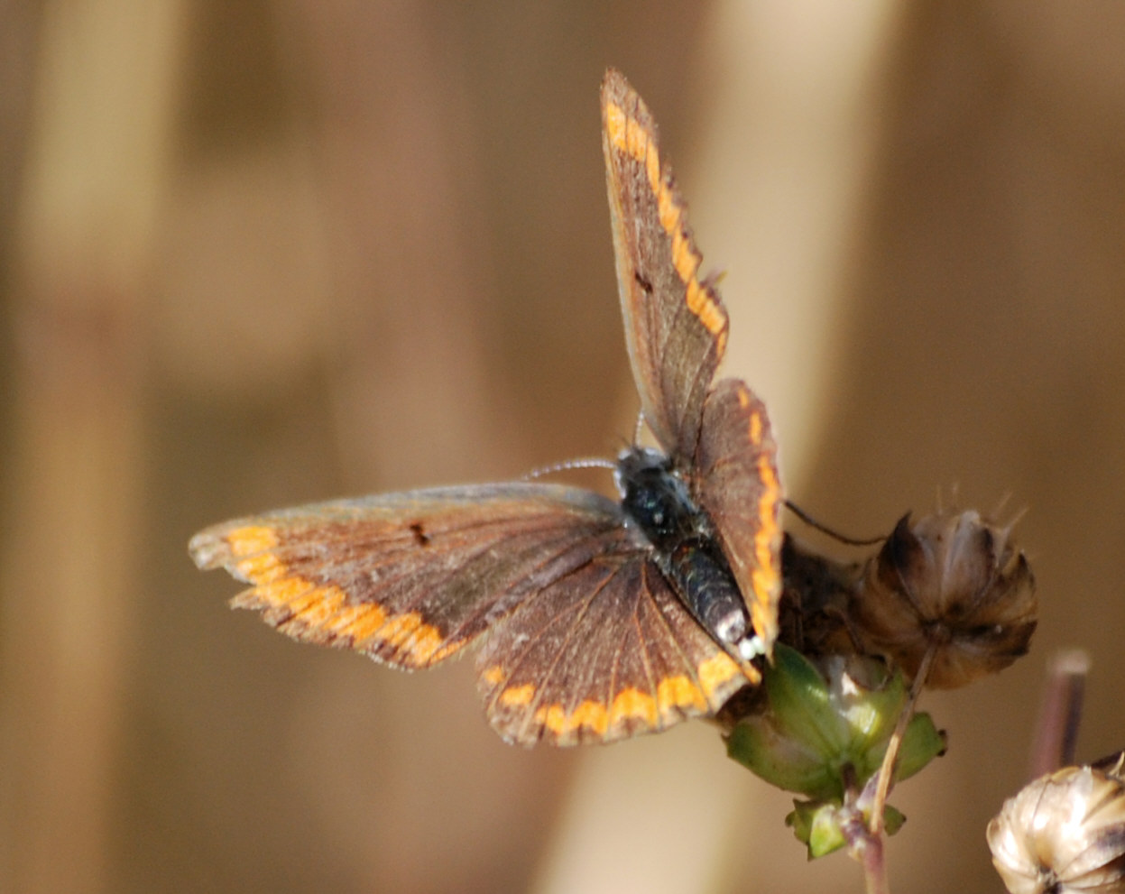 Identificazione licenide