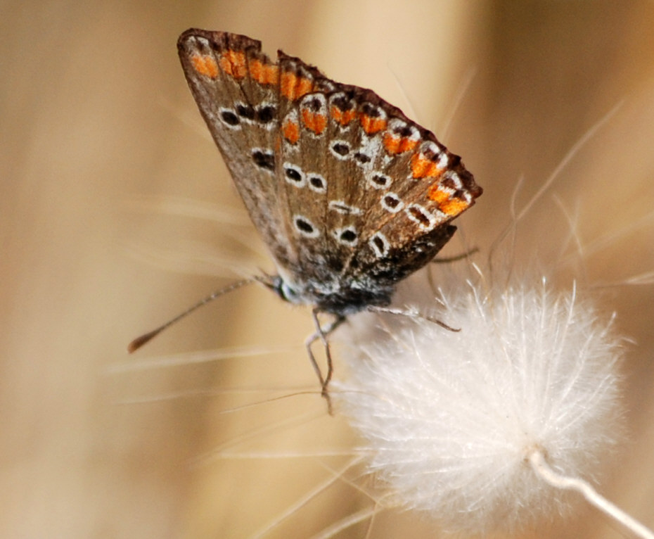 Identificazione licenide