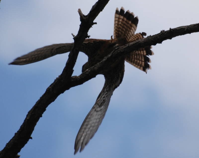 Falco tinnunculus