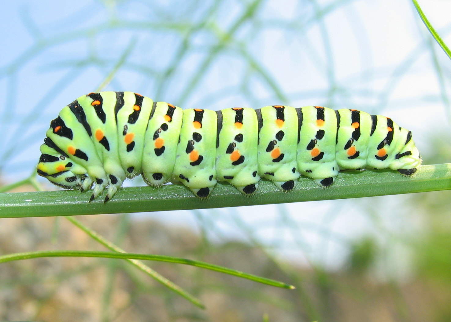 Bruco di P.machaon