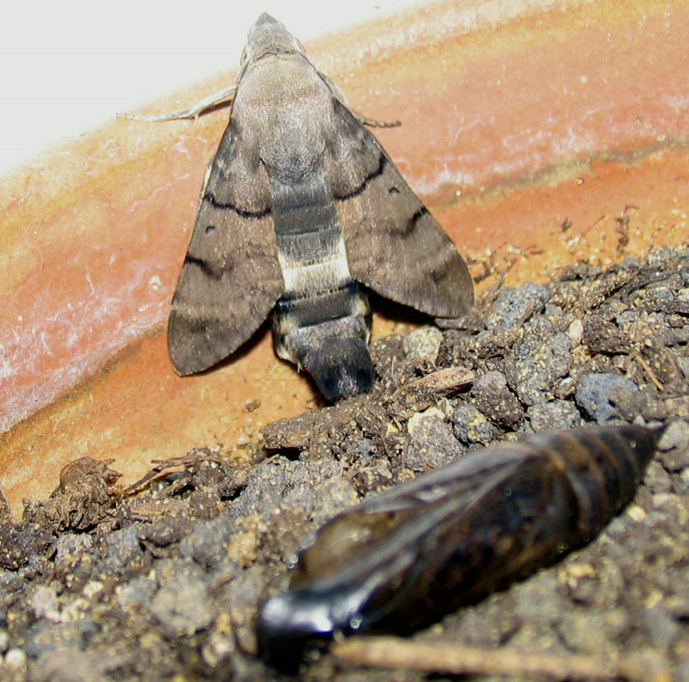 Macroglossum stellatarum