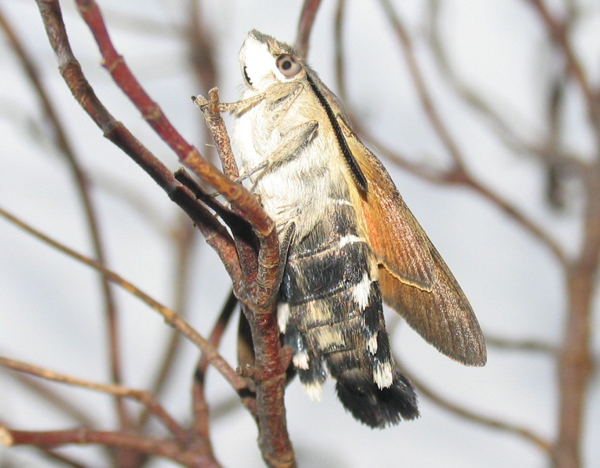 Macroglossum stellatarum