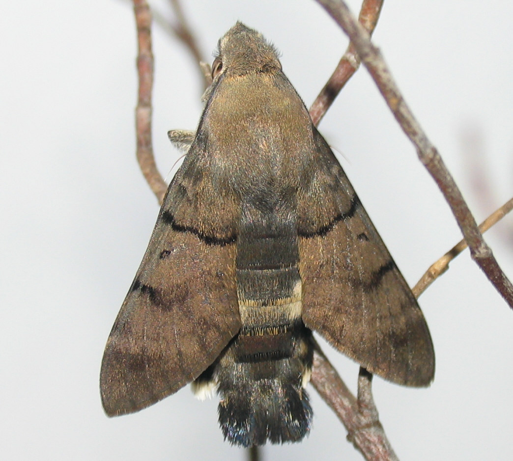 Macroglossum stellatarum