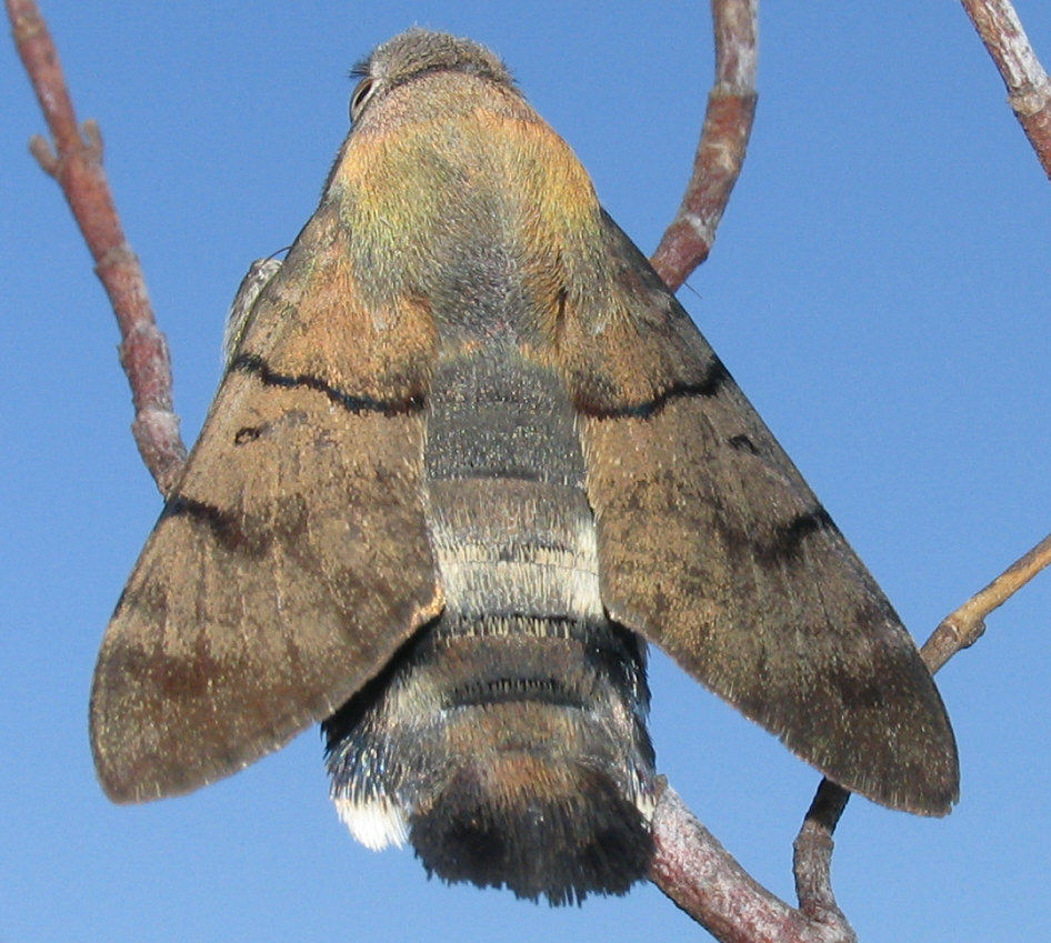 Macroglossum stellatarum