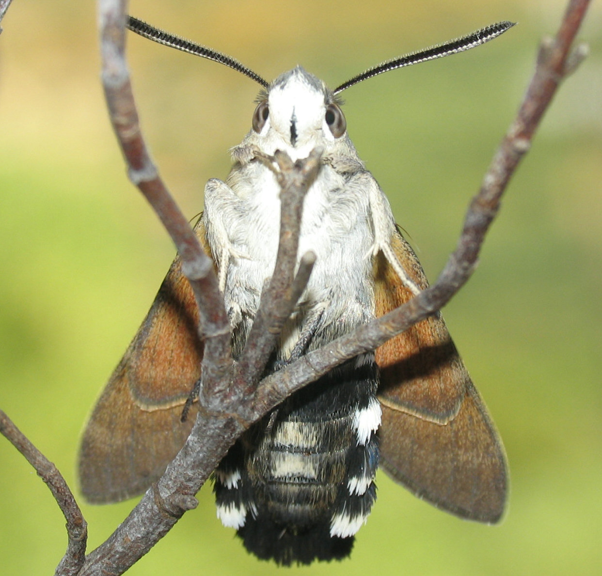 Macroglossum stellatarum