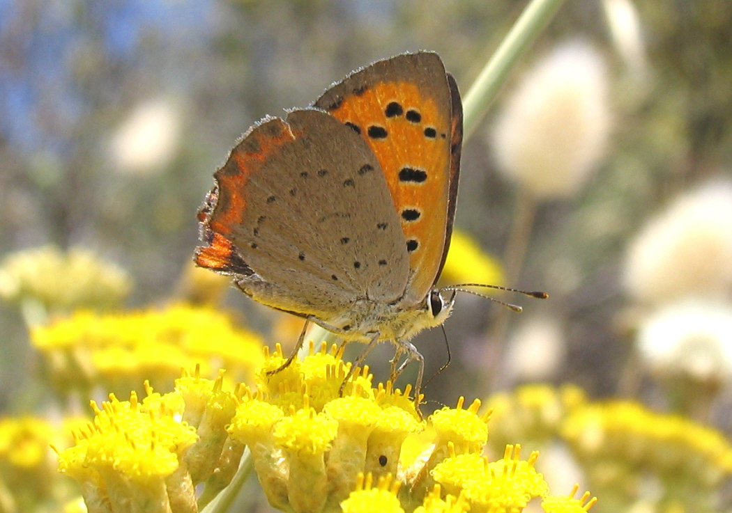 Lycaena id.