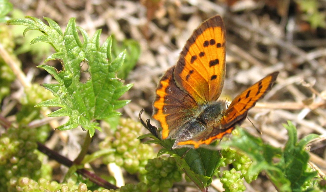 Lycaena id.