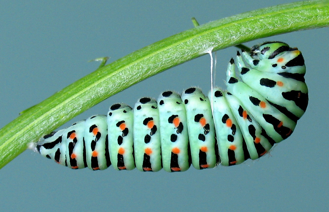 Bruco di P.machaon