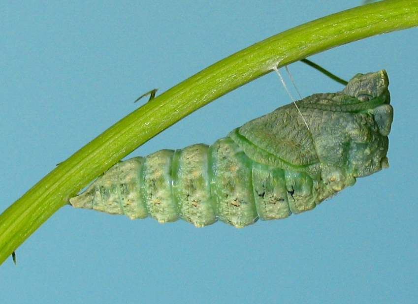 Bruco di P.machaon