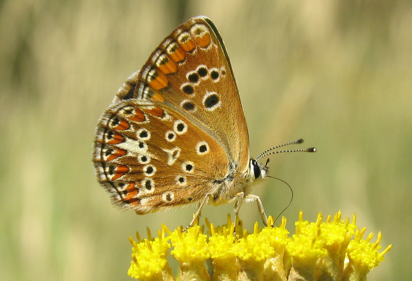 Aricia o Plebejus