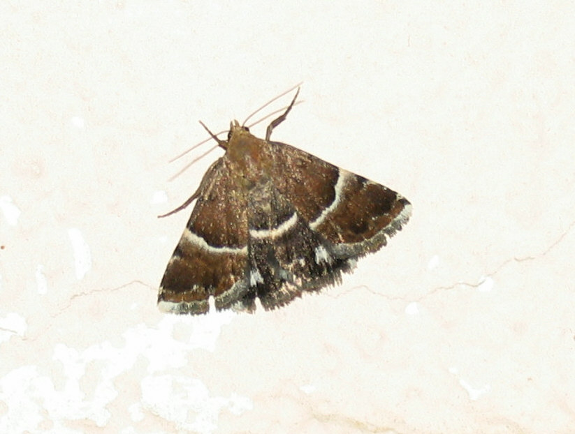 Falena da identificare