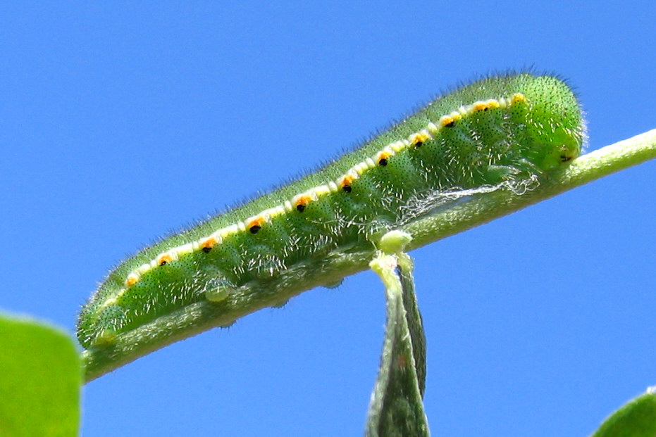 Identificazione bruco