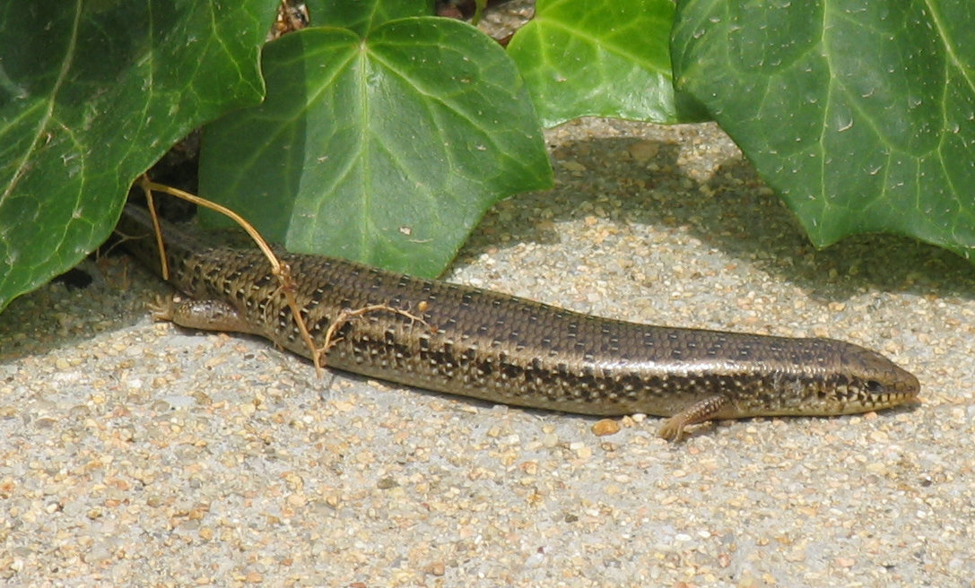 Chalcides ocellatus