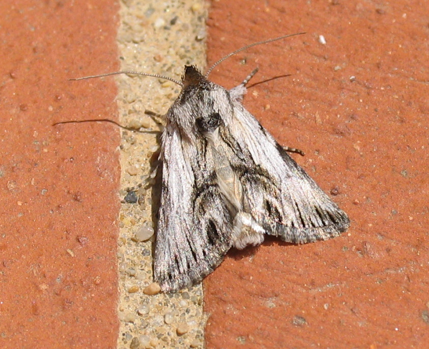 Id falena - Calophasia platyptera