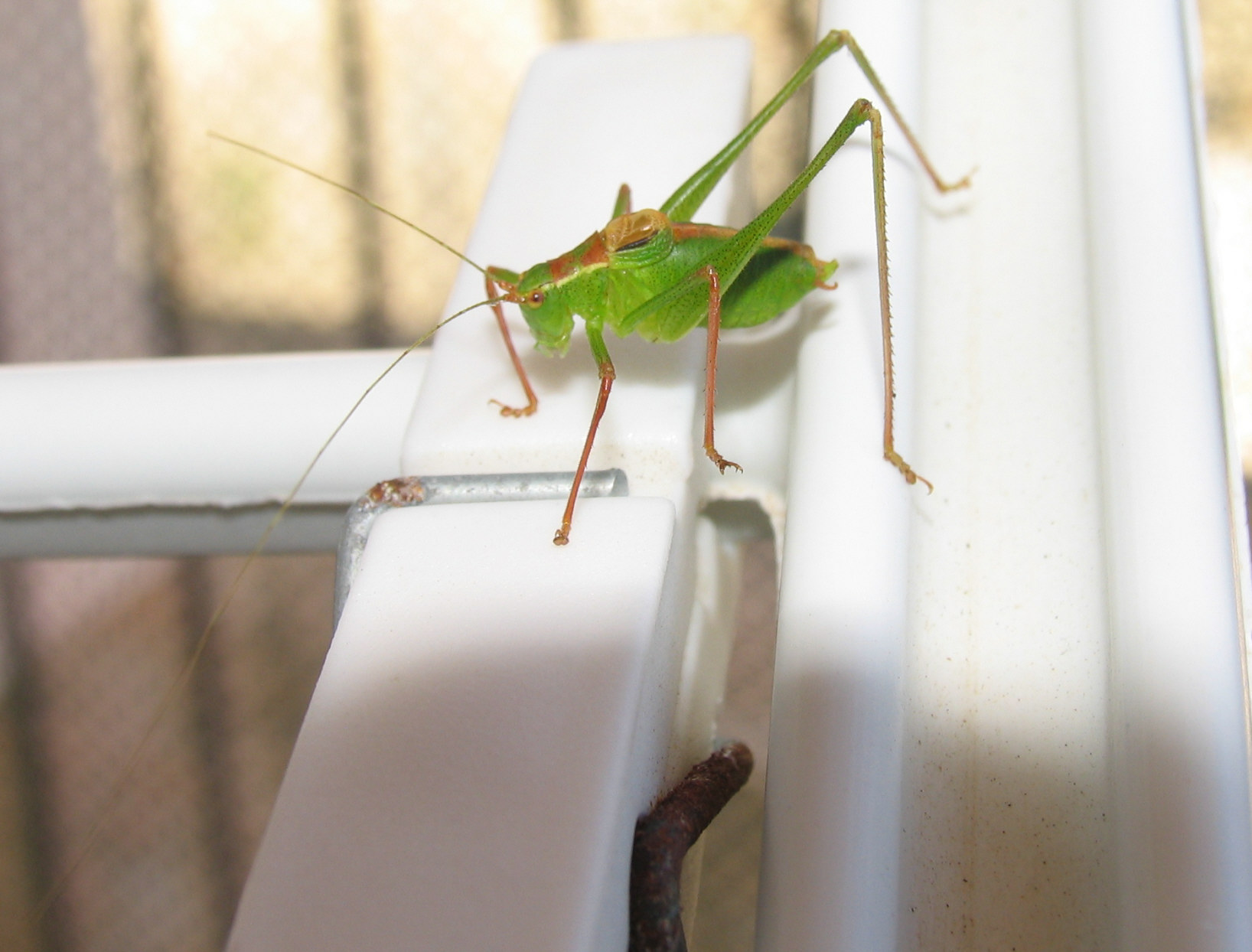 Leptophyes punctatissima (maschio)