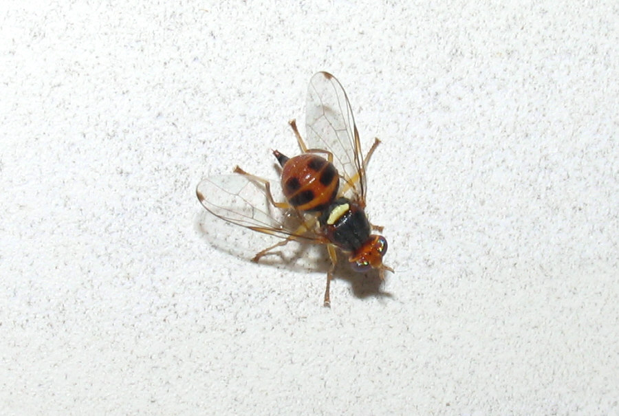 Bactrocera oleae