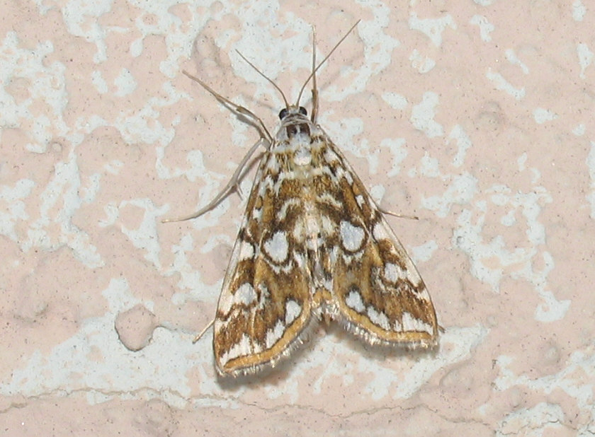 Elophila nymphaeata