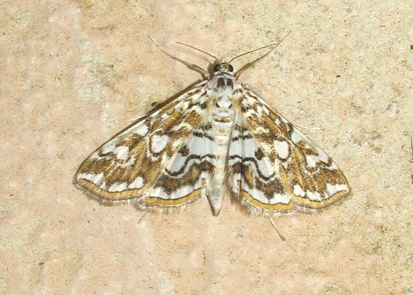 Elophila nymphaeata