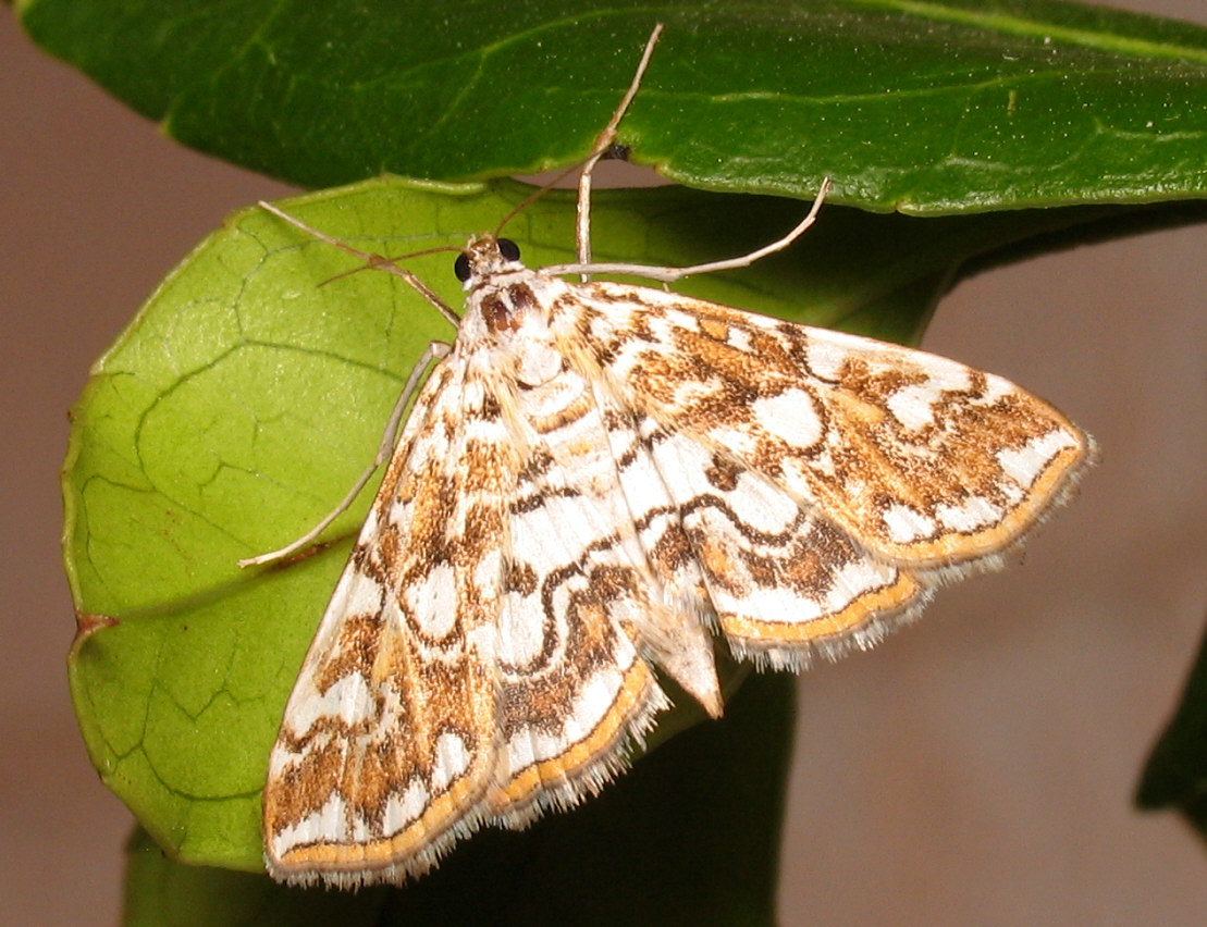 Elophila nymphaeata